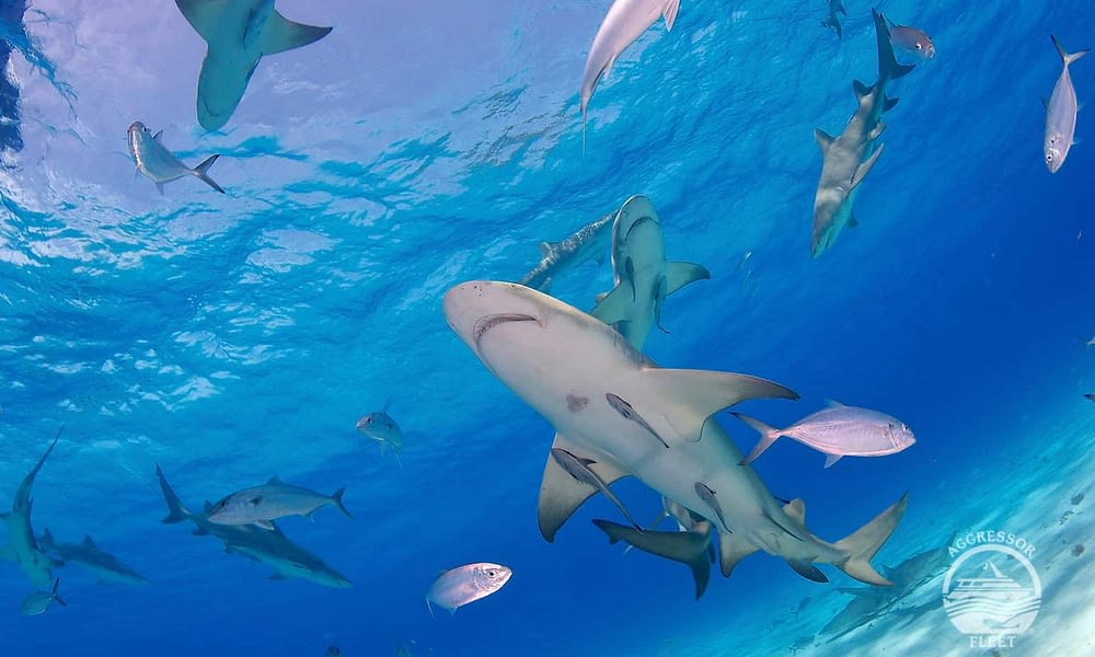 Dive the Bahamas for less in 2022!