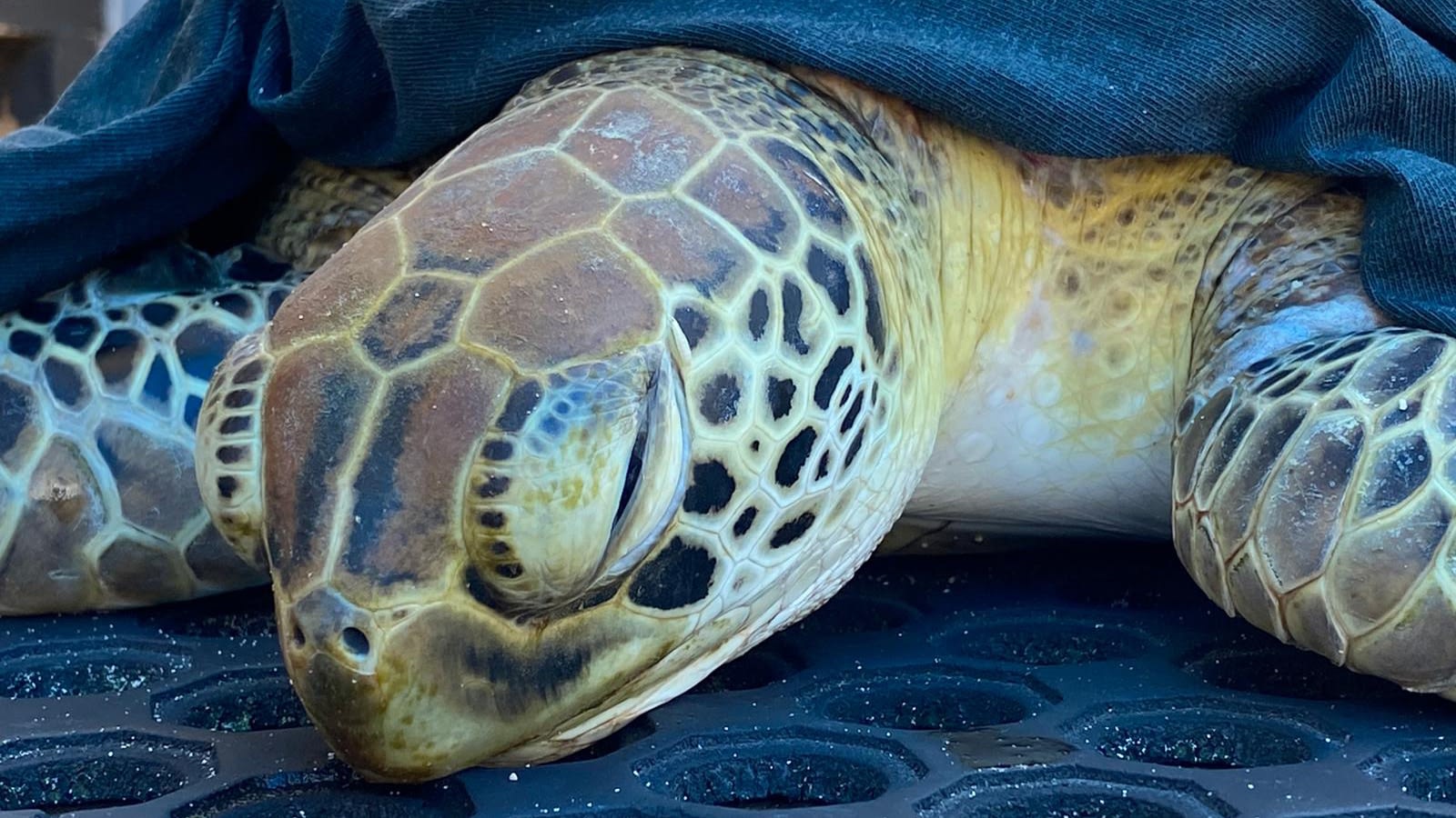 Sea Turtles rescued in Grenada during clean up - Caribbean Dive Adventures